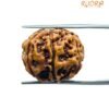 6 Mukhi Rudraksha Nepal (21.65 Mm) 13 6 Mukhi Rudraksha 21.65 Mm