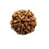 6 Mukhi Rudraksha Nepal (21.65 Mm) 14 6 Mukhi Rudraksha 21.65 Mm