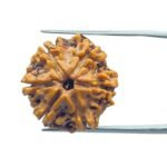 6 mukhi rudraksha 21.69 mm