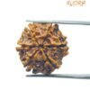 6 Mukhi Rudraksha 21.69 Mm