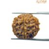 6 Mukhi Rudraksha 21.69 Mm