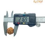 6 Mukhi Rudraksha 21.69 Mm