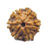 6 Mukhi Rudraksha 21.69 Mm