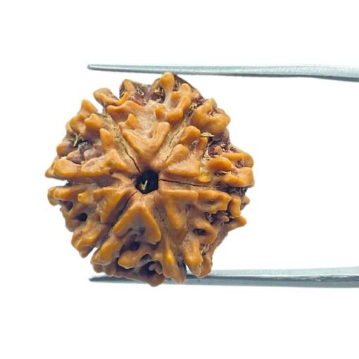 6 Mukhi Rudraksha 21.69 Mm