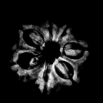 7-Mukhi-Nepal-21.75.Png