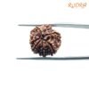 7 Mukhi Nepal Rudraksha (17.95Mm) 14 7-Mukhi-Nepal-Rudraksha-17.95Mm-Bp-C.jpg