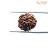 7 Mukhi Nepal Rudraksha (17.95Mm) 13 7-Mukhi-Nepal-Rudraksha-17.95Mm-Fp-C.jpg