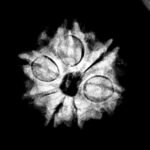 7-Mukhi-Nepal-Rudraksha-17.95Mm-Mp-C-1.Jpg