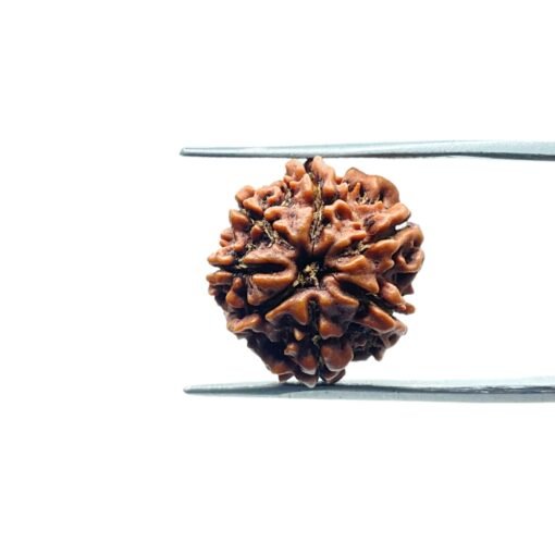 7-Mukhi-Nepal-Rudraksha-17.95Mm-Mp-C.jpg