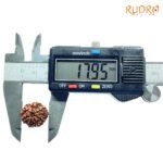 7-Mukhi-Nepal-Rudraksha-17.95Mm-Op-C.jpg