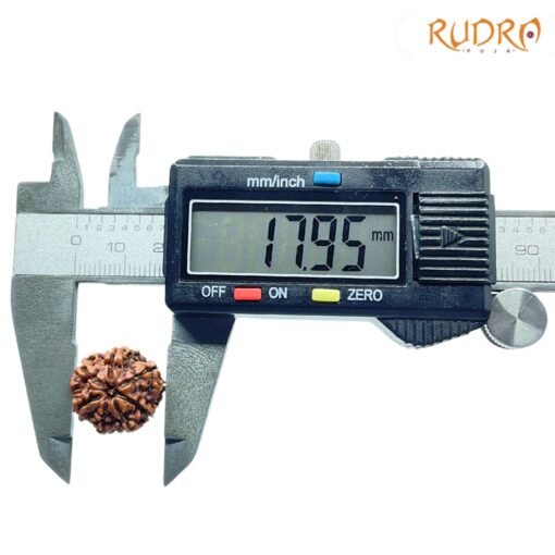 7-Mukhi-Nepal-Rudraksha-17.95Mm-Op-C.jpg