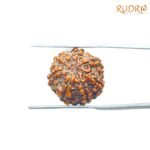 7-Mukhi-Nepal-Rudraksha-18.16Mm-Bp-C.jpg
