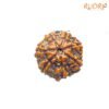 7-Mukhi-Nepal-Rudraksha-18.16Mm-Fp-C.jpg