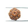 7-Mukhi-Nepal-Rudraksha-18.16Mm-Mp-C.jpg