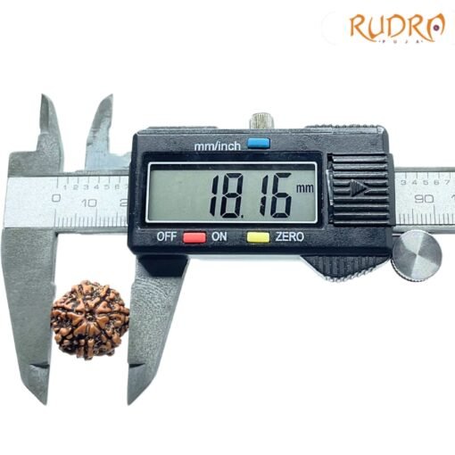 7-Mukhi-Nepal-Rudraksha-18.16Mm-Op-C.jpg