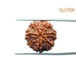7-Mukhi-Nepal-Rudraksha-18.33MM-BP-C.jpg