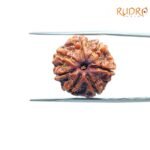 7-Mukhi-Nepal-Rudraksha-18.33Mm-Fp-C.jpg