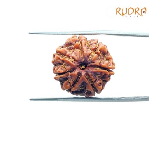 7-Mukhi-Nepal-Rudraksha-18.33Mm-Fp-C.jpg