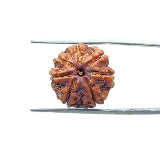 7-Mukhi-Nepal-Rudraksha-18.33Mm-Mp-C.jpg