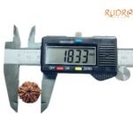 7-Mukhi-Nepal-Rudraksha-18.33Mm-Op-C.jpg