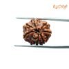 7-Mukhi-Nepal-Rudraksha-18.53Mm-Fp-C.jpg