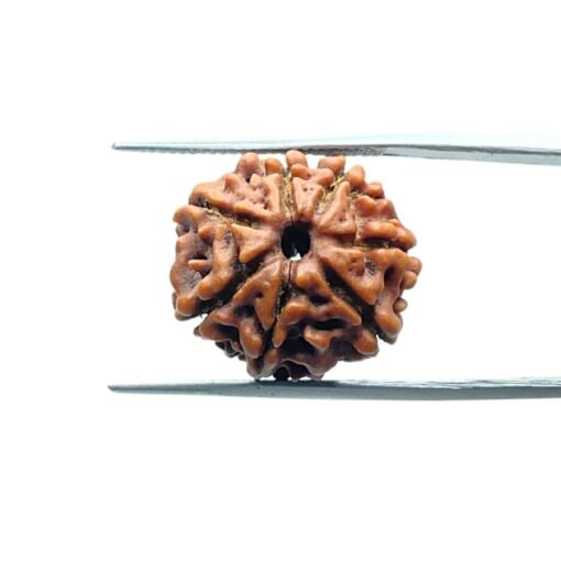 7-Mukhi-Nepal-Rudraksha-18.53Mm-Mp-C.jpg
