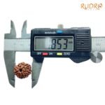 7-Mukhi-Nepal-Rudraksha-18.53Mm-Op-C-1.Jpg