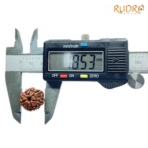 7-Mukhi-Nepal-Rudraksha-18.53Mm-Op-C-1.Jpg