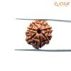 7-Mukhi-Nepal-Rudraksha-18.53Mm-Op-C.jpg