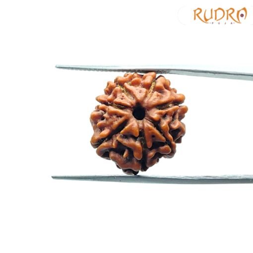 7-Mukhi-Nepal-Rudraksha-18.53Mm-Op-C.jpg