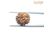 7-Mukhi-Nepal-Rudraksha-18.72MM-BP-C.jpg