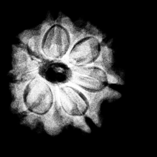 7-Mukhi-Nepal-Rudraksha-18.72Mm-Fp-C-1.Jpg