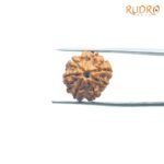 7-Mukhi-Nepal-Rudraksha-18.72Mm-Fp-C.jpg