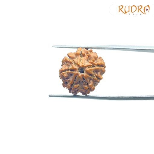 7-Mukhi-Nepal-Rudraksha-18.72Mm-Fp-C.jpg