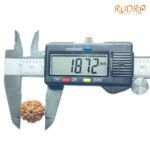 7-Mukhi-Nepal-Rudraksha-18.72Mm-Op-C.jpg