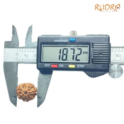 7-Mukhi-Nepal-Rudraksha-18.72Mm-Op-C.jpg