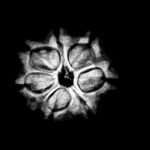 7-Mukhi-Nepal-Rudraksha-19.14Mm-2.Jpg