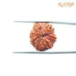 7-Mukhi-Nepal-Rudraksha-19.14MM-BP-C.jpg