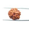 7-Mukhi-Nepal-Rudraksha-19.14Mm-Mp-C.jpg