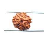 7-Mukhi-Nepal-Rudraksha-19.14MM-MP-C.jpg