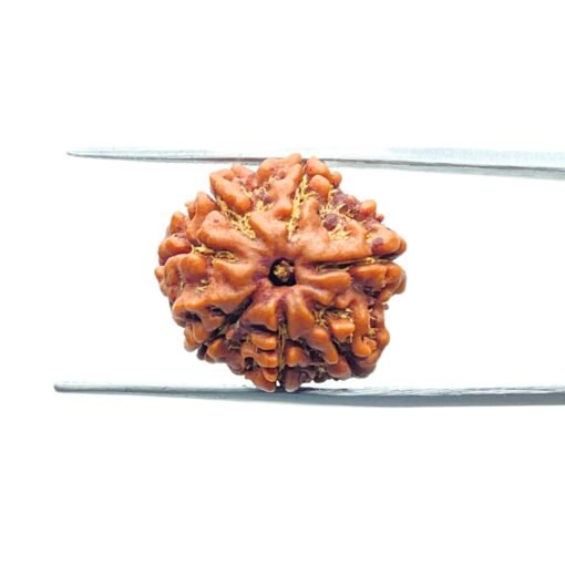 7-Mukhi-Nepal-Rudraksha-19.14Mm-Mp-C.jpg
