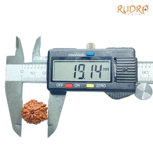 7-Mukhi-Nepal-Rudraksha-19.14Mm-Op-C.jpg