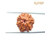 7-Mukhi-Nepal-Rudraksha-19.14Mm-Sp-C.jpg