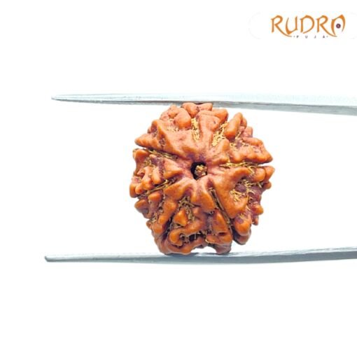 7-Mukhi-Nepal-Rudraksha-19.14Mm-Sp-C.jpg