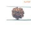 7 Mukhi Nepal Rudraksha (19.90Mm) 13 7-Mukhi-Nepal-Rudraksha-19.90Mm-Bp-C.jpg