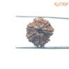 7 Mukhi Nepal Rudraksha (19.90Mm) 14 7-Mukhi-Nepal-Rudraksha-19.90Mm-Fp-C.jpg