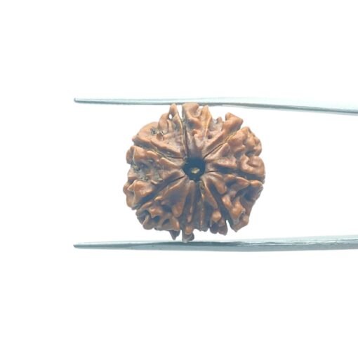7-Mukhi-Nepal-Rudraksha-19.90Mm-Mp-C.jpg