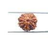 7-Mukhi-Nepal-Rudraksha-19.98Mm-Mp-C.jpg