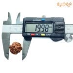 7-Mukhi-Nepal-Rudraksha-19.98Mm-Op-C.jpg