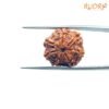 7 Mukhi Nepal Rudraksha (19.98Mm) 14 7-Mukhi-Nepal-Rudraksha-19.98Mm-Rp-C.jpg